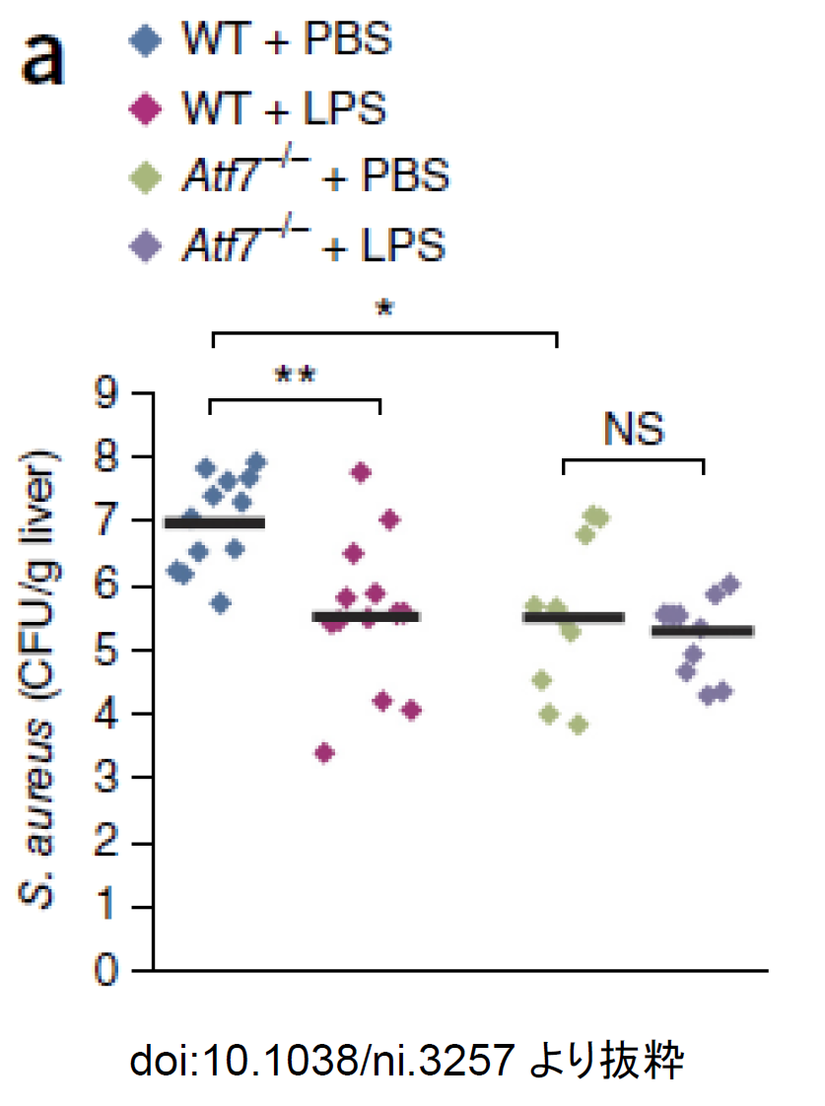 LPS の自然免疫トレーニング能力